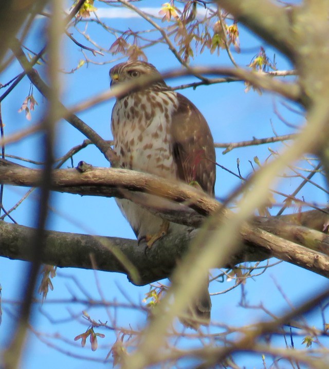 This marks one full year of Red-tailed hawks on Westbury Drive. I am so amazed and so gratified.