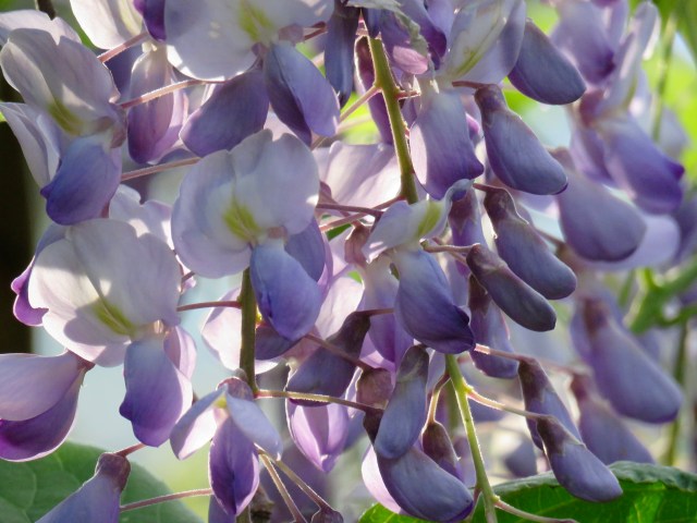 1wisteria01
