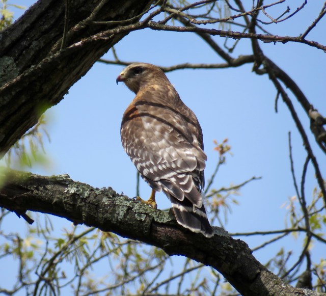 Red-shouldered hawks compliment the Red-tails on our street: