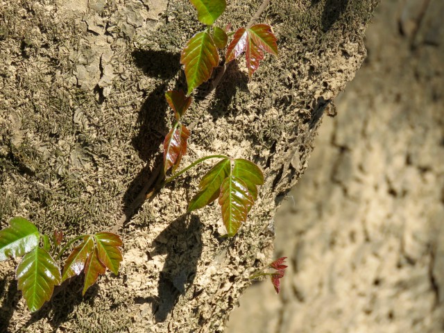 We're growing a great crop of poison ivy! (It's easy to avoid).