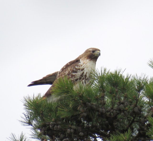 Beautiful Red-tailed hawk perched high in the top of a loblolly pine. 