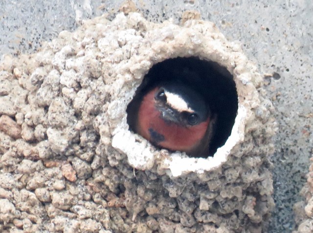 Cliff swallow watching me watch him. 