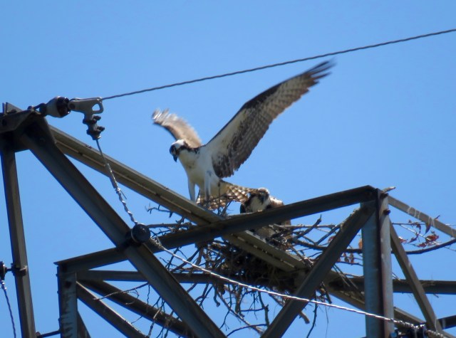 Pair of ospreys on a new nest south of the James River. 