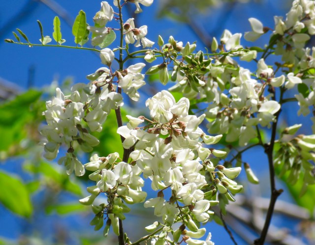 Fragrant blossoms from a Black Locust growing next to the railroad tracks: