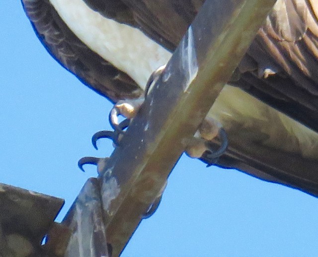 Fish never see these coming. Boy that would give me nightmares.