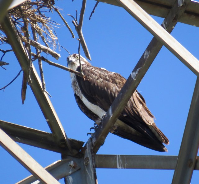 Raptors all watch, watch, watch.