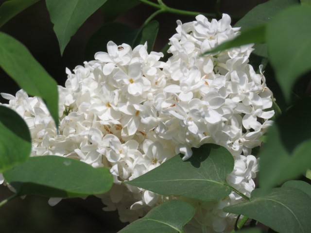 If you're near a lilac, inhale!