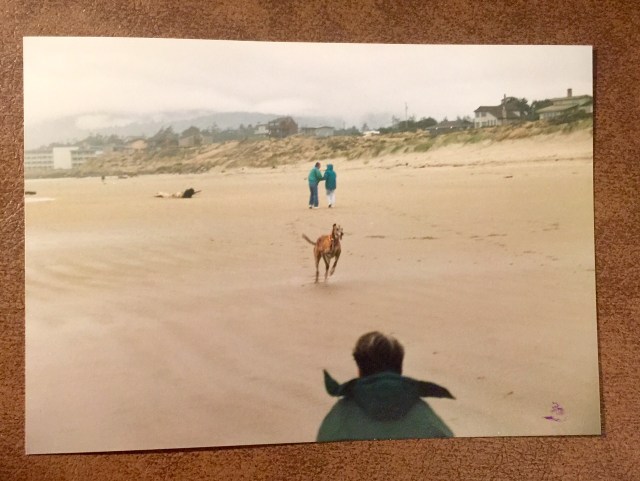 If you've never seen a greyhound run on a beach, make that happen. It's a sight to behold. 