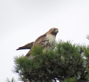 1st Bryan Park Red-tail of 2016, 4/12/2016