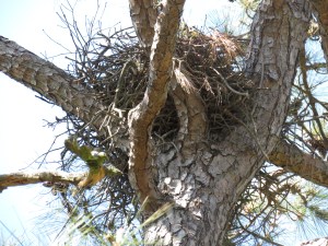 The nest again on 4/14/2016 at 4:22 PM.