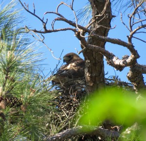 Adult red-tail on the nest: