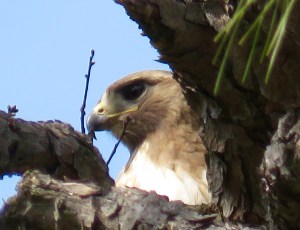 Adult on the nest: