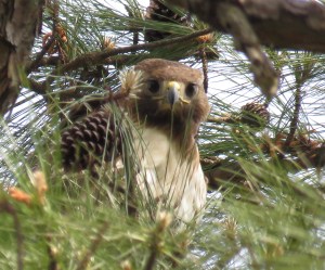 The origin of the expression "watching like a hawk"