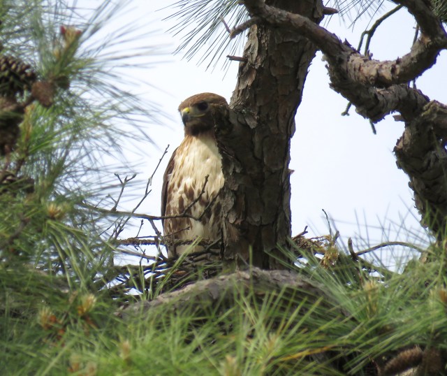 I appreciate reliability in a raptor: 