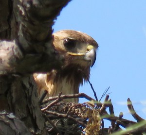 Red-tail on the nest