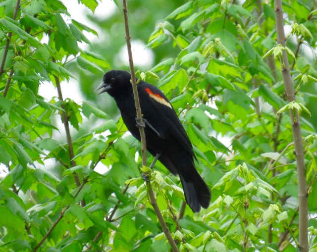 Red--winged blackbird - they're so pretty 