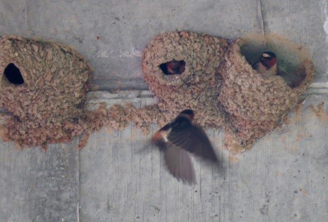 Cliff swallow flying to the nest on the same day as an osprey: 