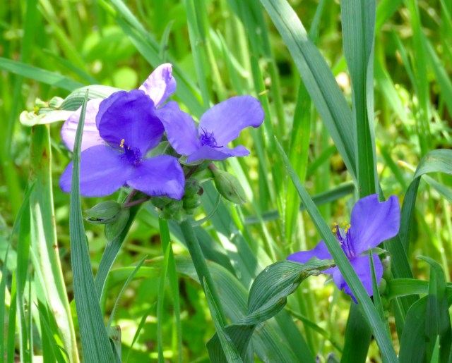 They're so beautiful I can hardly look away. 