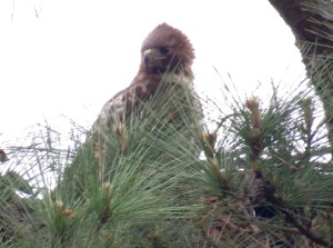 Indistinct red-tail adult in the mist on the nest