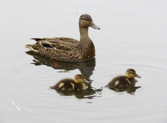 There are no ugly ducklings in this photograph