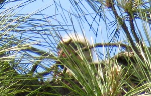 First wild baby Red-tail I've ever seen! Indistinct, behind the pine needles: