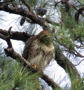 Adult red-tail being harassed by a bluejay (see it just above the hawk?)