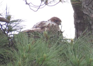 Another "rainy day redtail" adult on nest.