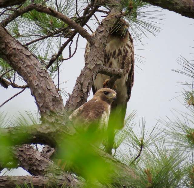 Mom and Dad keeping baby safe. Isn't that amazing?