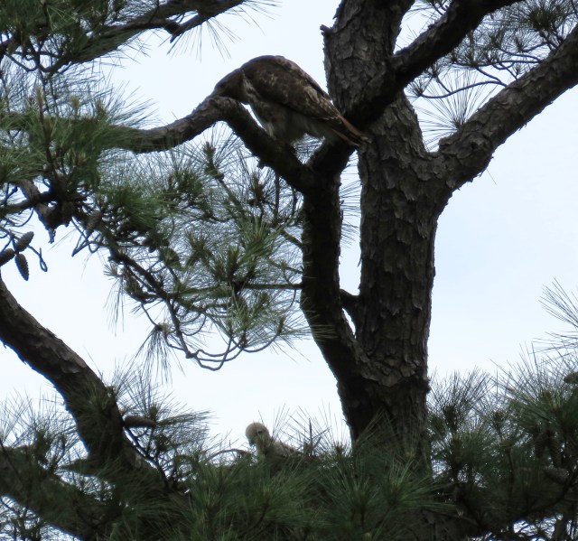 Adult on an overhead limb, baby in the nest.