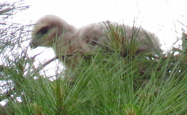 First time I've ever even SEEN a baby red-tailed hawk - and was fortunate enough to get a photograph.