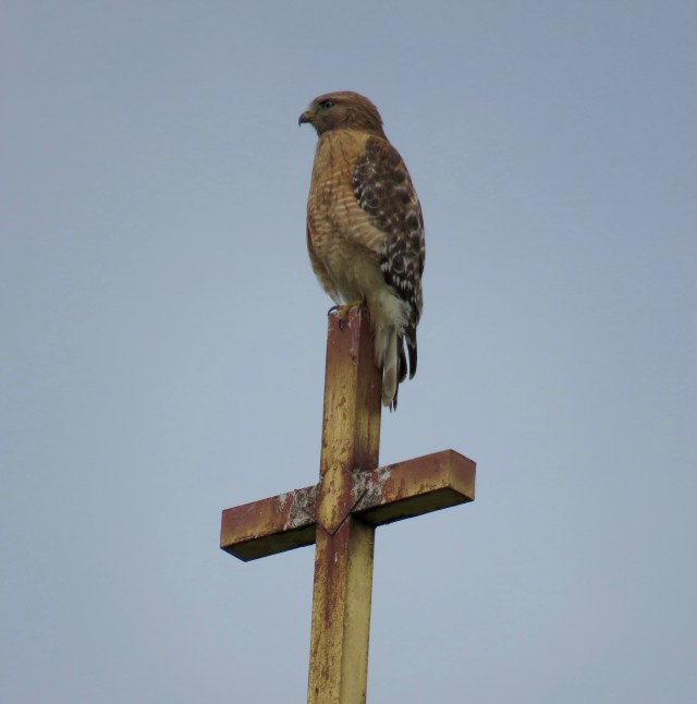 Red-shouldered hawk on a cross