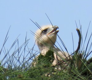 Red-tail baby looking up