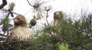 Female on left, baby in middle, male on right
