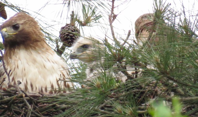 Red-tail family - mother on the left, baby in the middle, father on the right - back to the camera. 