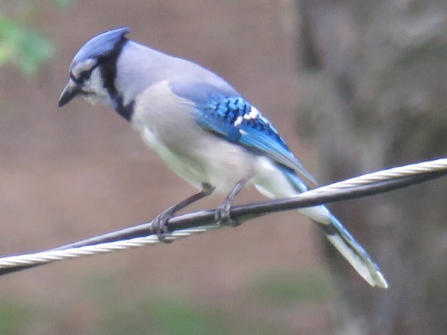 Bluejay taking a quick break from harassing red-tails. 