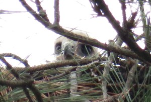 Baby peering over top of nest: