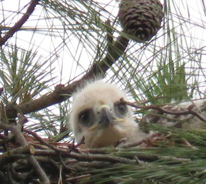Exercising hawk vision