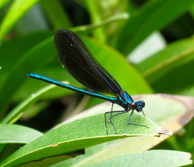 Ebony Jewelwing at Deep Run Park 