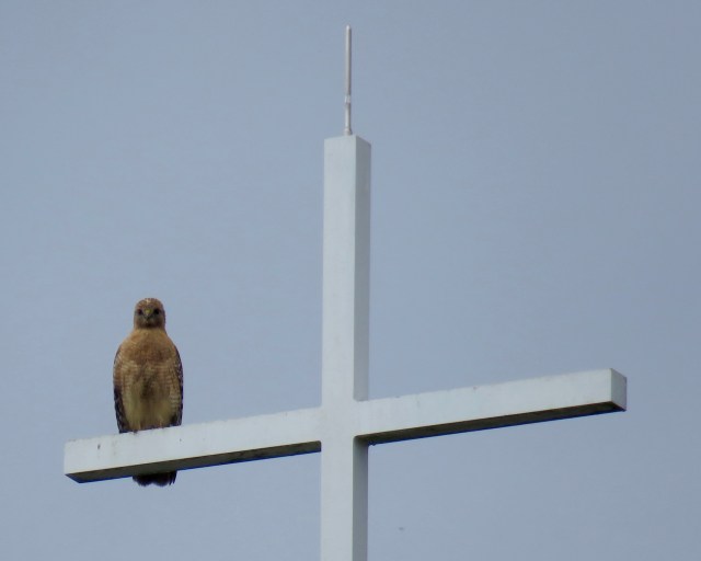 Different Red-shouldered hawk perched on a different cross on a different church on a different day. 