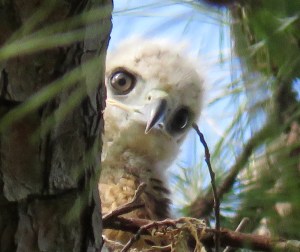 I've taken to referring to this as simply "that gaze" - they always know you're around.