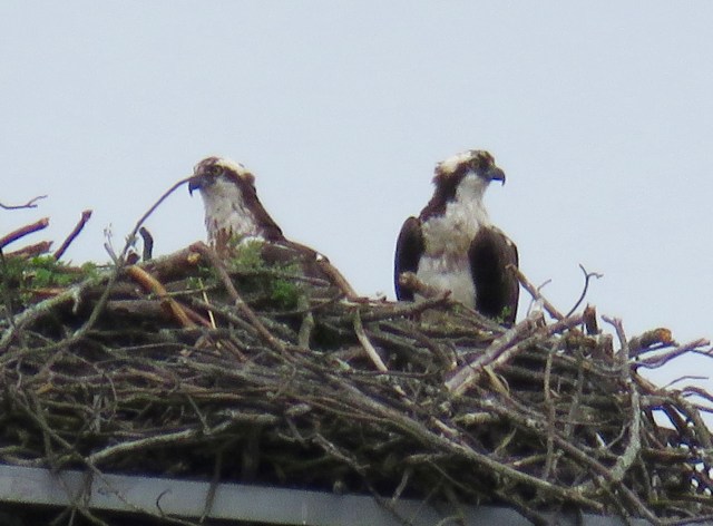 Parham Road osprey pair. I believe they won't use this nest much longer. But I'm not certain. 
