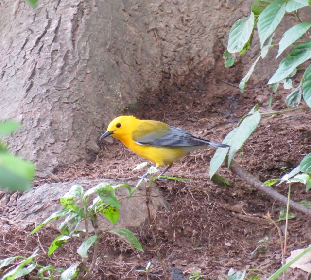Bright prothonotary warbler at Pony Pasture
