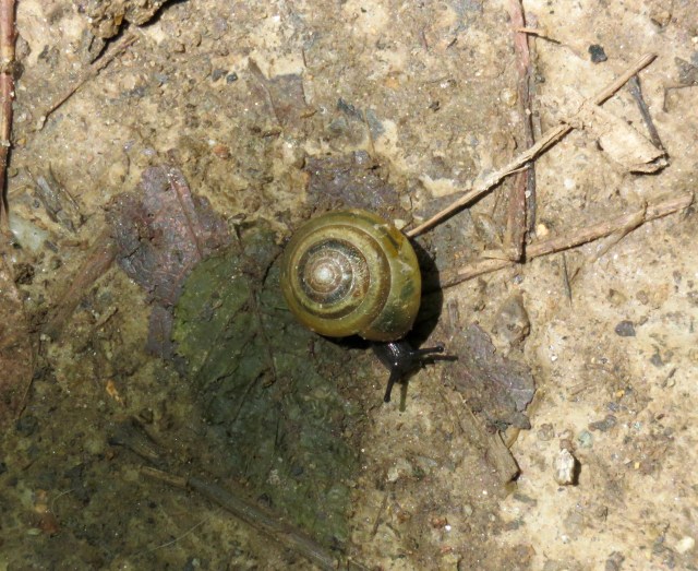 This is a handsome snail. In my opinion. 