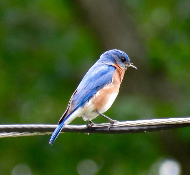 Bryan Park Bluebird