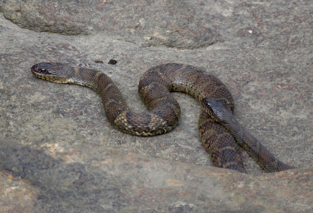 This is how snakes hang out. Photo credit and congratulations to Ethan L. 