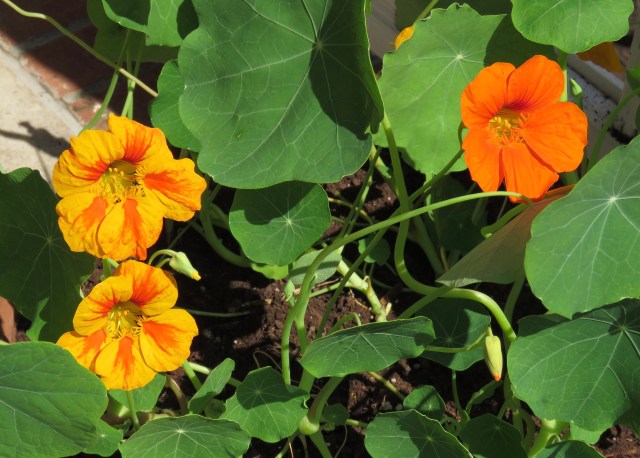 Front porch nasturtiums. Thanks Evie! You can even eat them! 