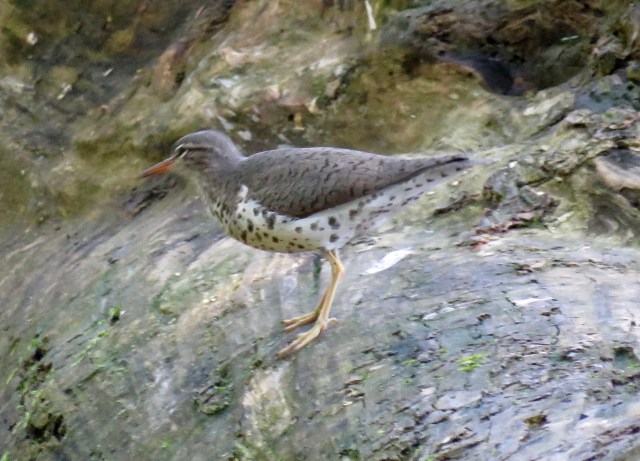 Spotted Sandpiper at Pony Pasture
