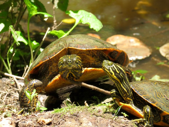 Almost as bright as the nasturtiums! Turtles & nasturtiums seek light; fungus not so much. 