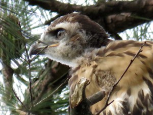 I don't think raptors ever daydream. Especially young ones. They think about eating.
