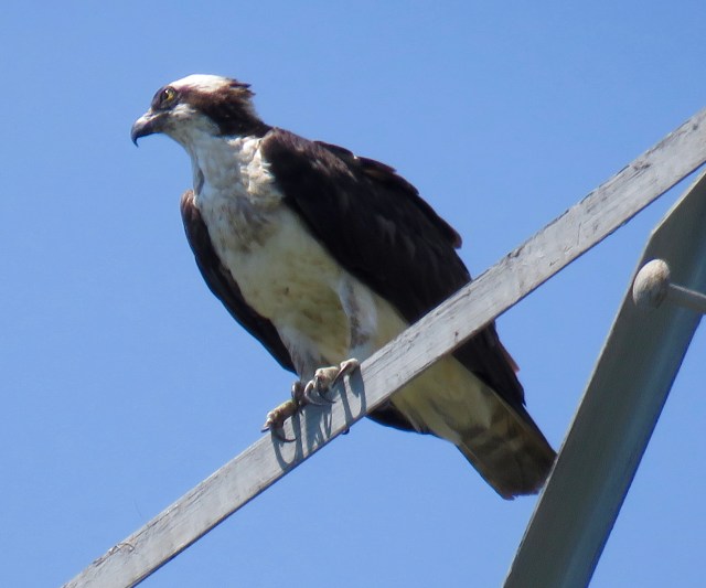Not a beautiful perch, but the bird is gorgeous